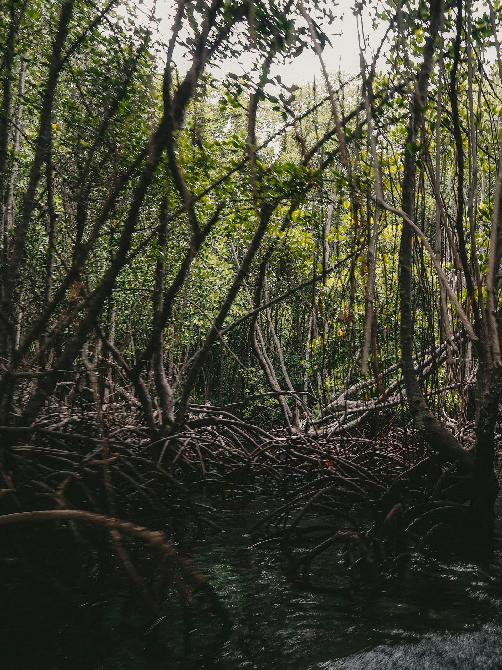 Inside #OCBCCares: how OCBC funds 15 charity partners and a S$3 million mangrove restoration